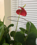 14 x 3 in Horizontal Plant Stem Support