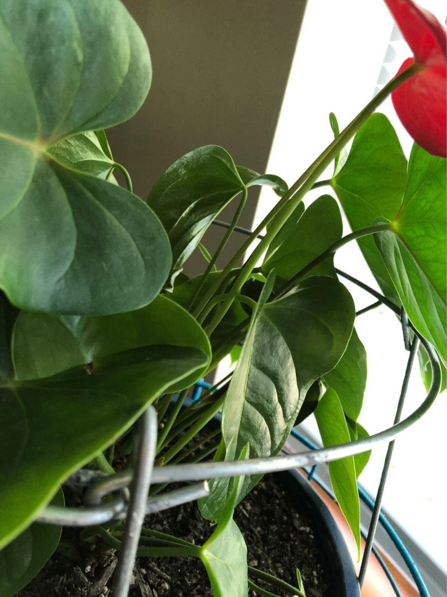 12 x 14 Folding Plant Support