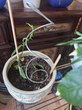 EJGlamos Spiral Plant Support Stake - 20" Metal Garden Support - (Set of 2 ea - 3" x 3" x 20")